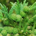 Japanese Cedar (Cryptomeria Japonica) 50 seeds