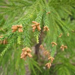Japanese Cedar (Cryptomeria Japonica) 300 seeds