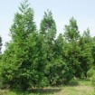 Japanese Cedar (Cryptomeria Japonica) 30 seeds