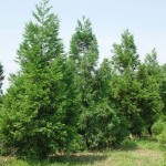 Japanese Cedar (Cryptomeria Japonica) 300 seeds