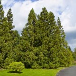 Japanese Cedar (Cryptomeria Japonica) 200 seeds