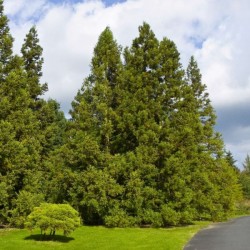 Japanese Cedar (Cryptomeria Japonica) 50 seeds