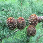 Japanese Larch (Larix Kaempferi Leptolepis) 100+ seeds