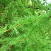 Japanese Larch (Larix Kaempferi Leptolepis) 30 seeds