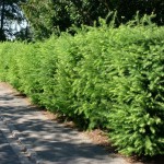 Japanese Larch (Larix Kaempferi Leptolepis) 200+ seeds