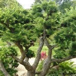 Japanese Larch (Larix Kaempferi Leptolepis) 300 seeds