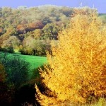 Japanese Larch (Larix Kaempferi Leptolepis) 300 seeds