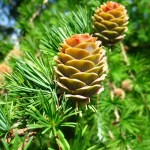 Japanese Larch (Larix Kaempferi Leptolepis) 15 seeds