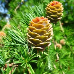 Japanese Larch (Larix Kaempferi Leptolepis) 300 seeds