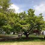 Japanese Maple (Acer Palmatum) 5 seeds