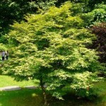 Japanese Maple (Acer Palmatum) 10 seeds