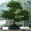 Japanese Maple (Acer Palmatum) 10 seeds