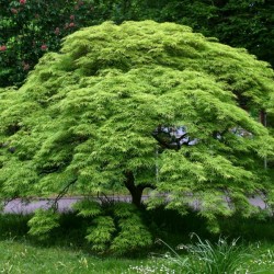 Japanese Maple (Acer Palmatum) 20 seeds