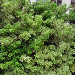 Japanese Cheeswood (Pittosporum Tobira) 20 seeds