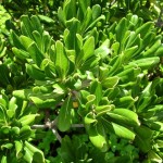 Japanese Cheeswood (Pittosporum Tobira) 10 seeds