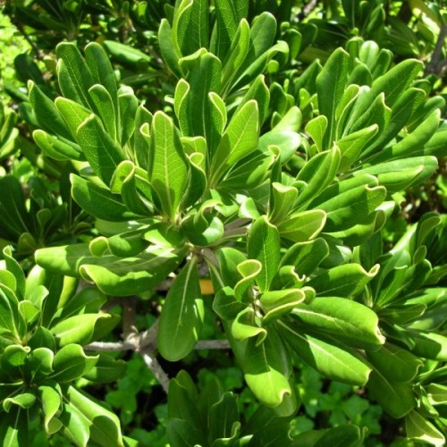 Japanese Cheeswood (Pittosporum Tobira) 20 seeds