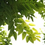 Japanese Pagoda Tree (Sophora Japonica) 4 seeds