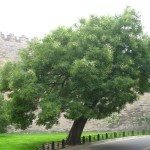 Japanese Pagoda Tree (Sophora Japonica) 30 seeds