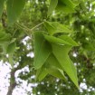 Japanese Pagoda Tree (Sophora Japonica) 30 seeds