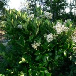 Japanese Privet (Ligustrum Japonicum) 10 seeds