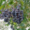 Japanese Privet (Ligustrum Japonicum) 20 seeds