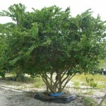 Japanese Privet (Ligustrum Japonicum) 100 seeds