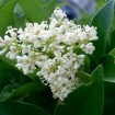 Japanese Privet (Ligustrum Japonicum) 50 seeds