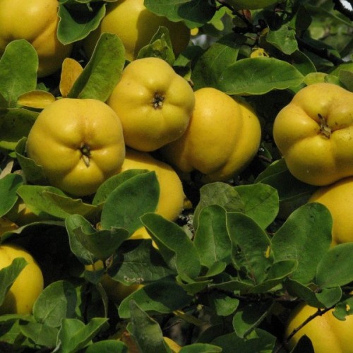 Japanese Quince (Chaenomeles Japonica thornless) 10 seeds