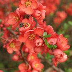 Japanese Quince (Chaenomeles Japonica thornless) 8 seeds