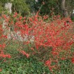 Japanese Quince (Chaenomeles Japonica thornless) 10 seeds