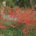 Japanese Quince (Chaenomeles Japonica thornless) 8 seeds