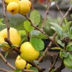 Japanese Quince (Chaenomeles Japonica) 10 seeds