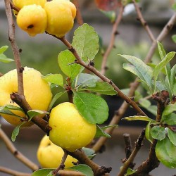 Japanese Quince (Chaenomeles Japonica) 40 seeds