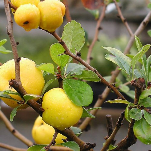 Japanese Quince (Chaenomeles Japonica) 20 seeds