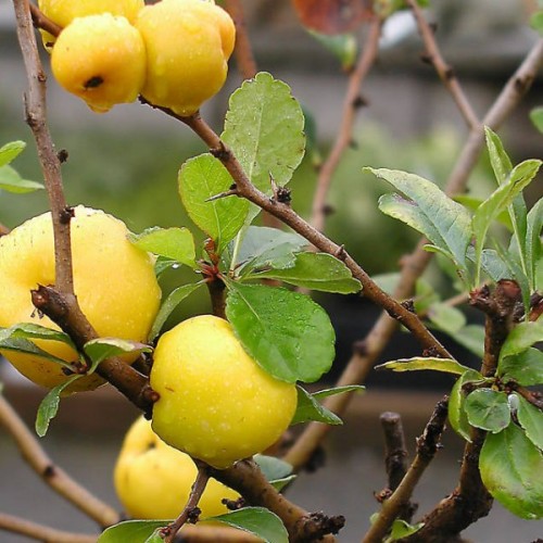 Japanese Quince (Chaenomeles Japonica) 10 seeds