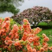 Japanese Quince (Chaenomeles Japonica) 10 seeds