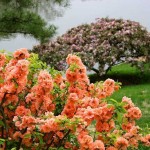 Japanese Quince (Chaenomeles Japonica) 20 seeds