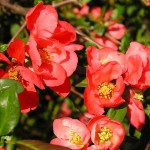 Japanese Quince (Chaenomeles Japonica) 20 seeds