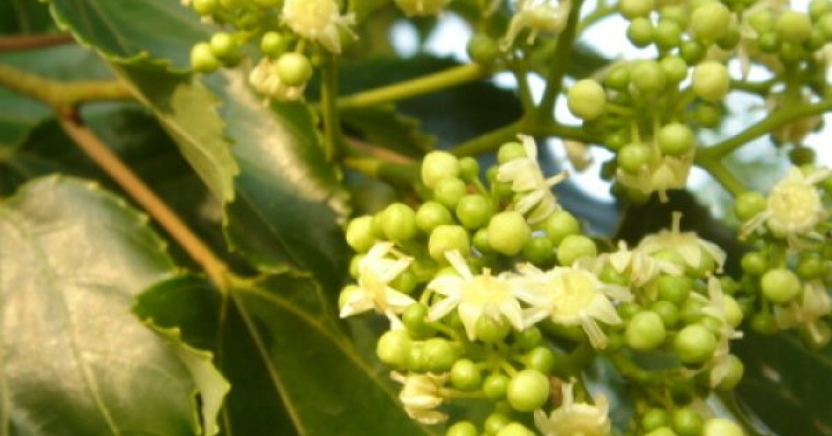 Buy Japanese Raisin tree (Hovenia Dulcis) 100 seeds online
