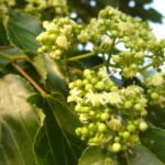 Japanese Raisin tree (Hovenia Dulcis) 15 seeds