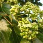 Japanese Raisin tree (Hovenia Dulcis) 30 seeds