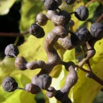 Japanese Raisin tree (Hovenia Dulcis) 100 seeds