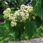 Japanese Raisin tree (Hovenia Dulcis) 15 seeds