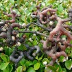 Japanese Raisin tree (Hovenia Dulcis) 30 seeds