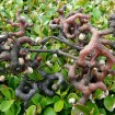 Japanese Raisin tree (Hovenia Dulcis) 100 seeds