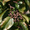 Japanese Raisin tree (Hovenia Dulcis) 15 seeds