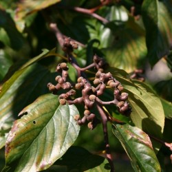 Japanese Raisin tree (Hovenia Dulcis) 30 seeds