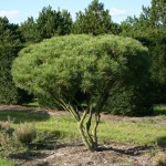 Japanese Red Pine (Pinus Densiflora) 20 seeds