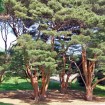 Japanese Red Pine (Pinus Densiflora) 5 seeds