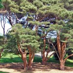 Japanese Red Pine (Pinus Densiflora) 5 seeds